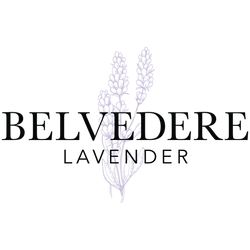 Belvedere Lavender